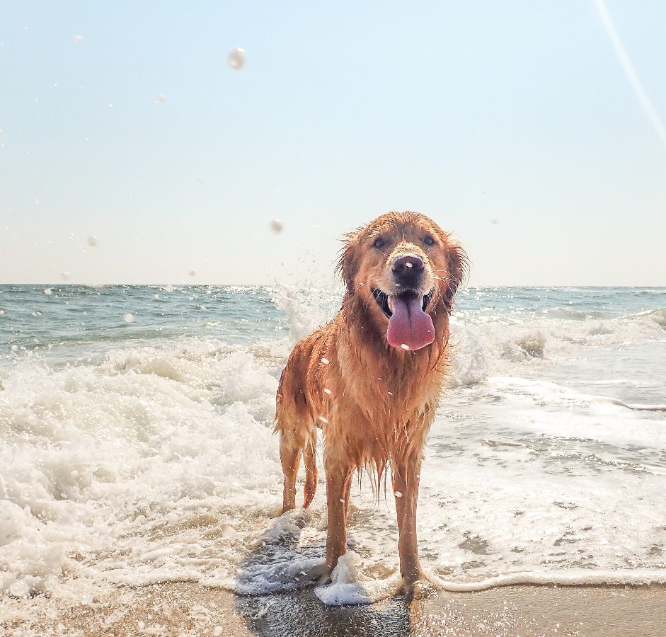 Golden dog swimming at Pass-A-Grille dog beach