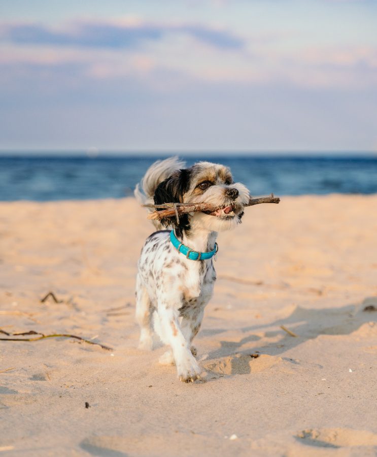 Black and white dog with stick on Pass-A-Grille beach