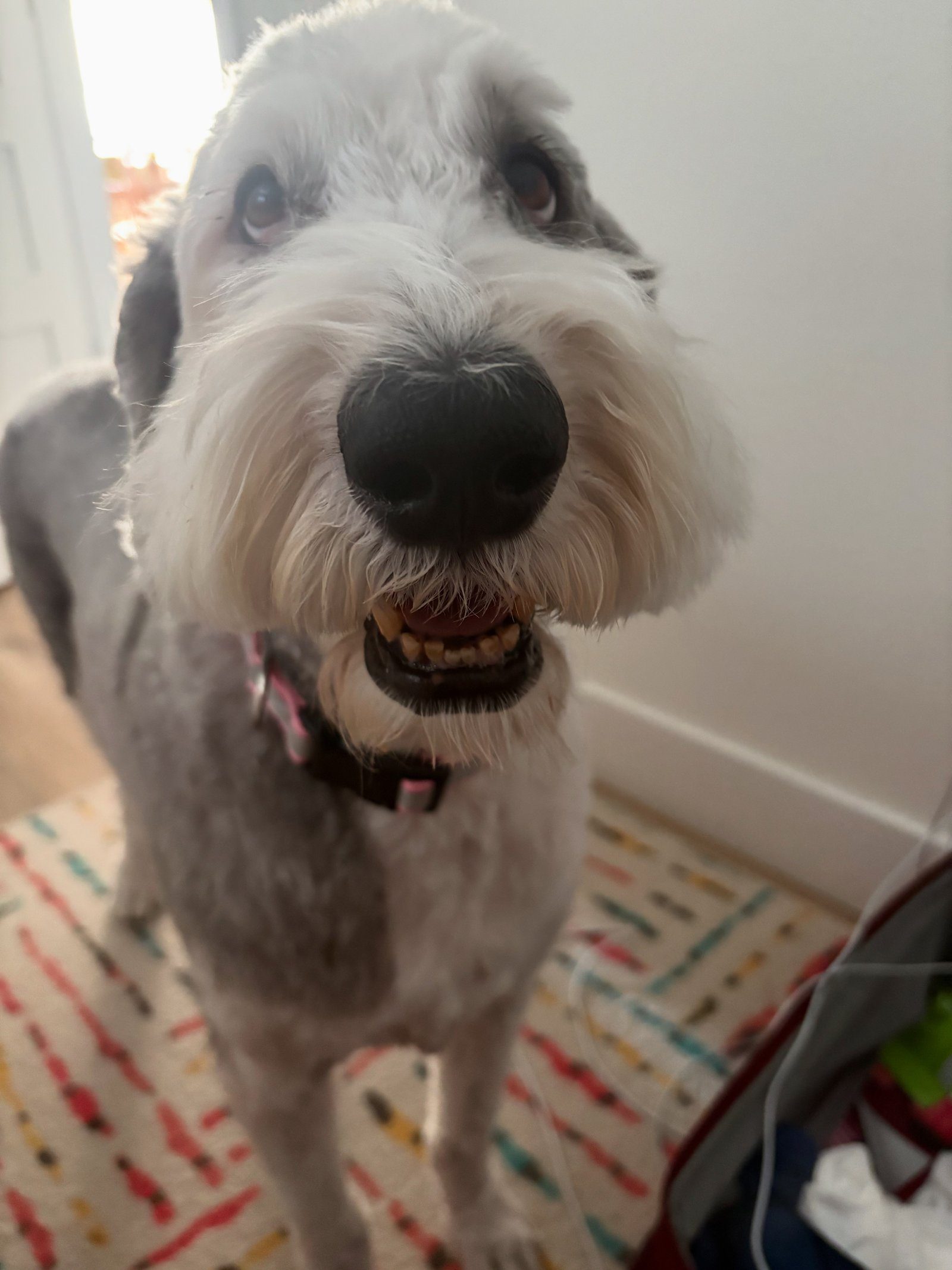 Grey and white shaggy dog portrait looking at camera