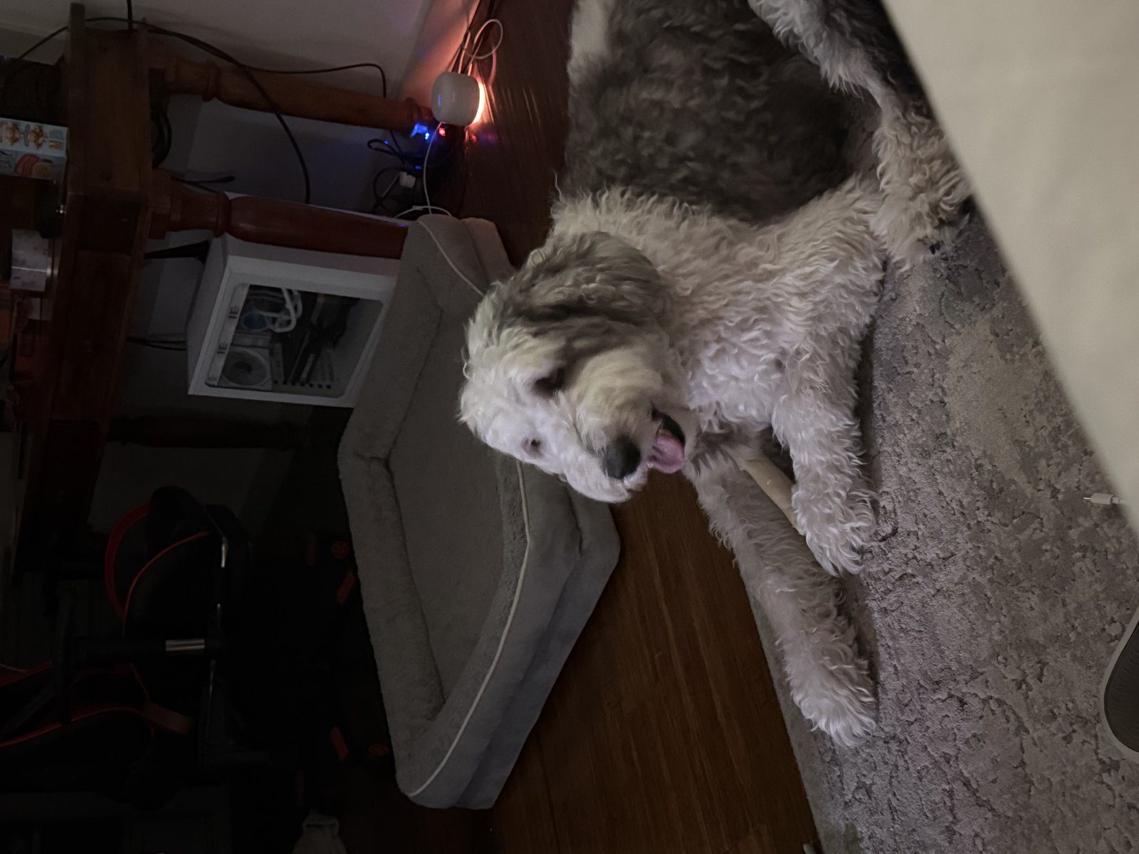 Grey and white shaggy dog relaxing on a rug